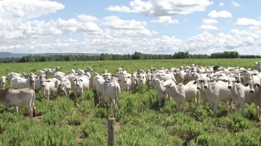 Preço do boi gordo e bezerro em Mato Grosso tem alta