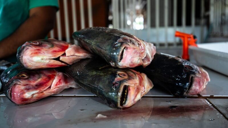 Prazo para vendedores participarem da Feira Peixe Santo termina terça-feira