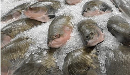 Venda de pescado com preço fixo começa nesta segunda em vários pontos de Cuiabá