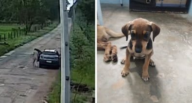 Idosa é detida após ser flagrada abandonando filhote de cachorro em matagal; vídeo
