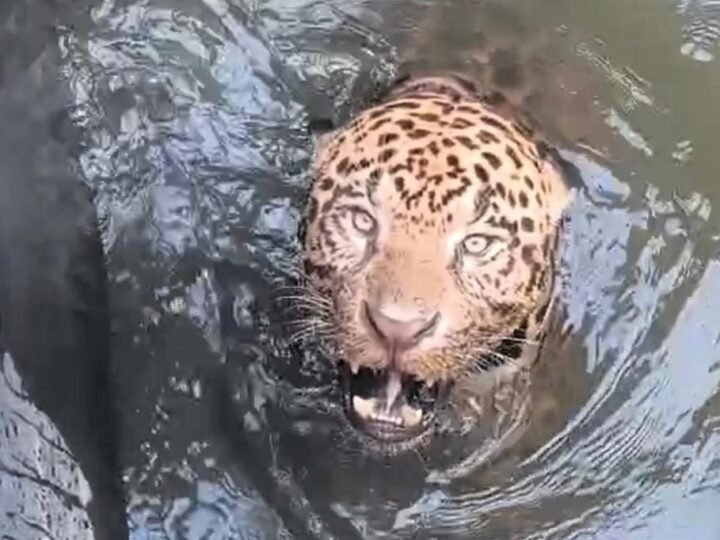 Onça-pintada resgatada de canal de usina em Mato Grosso é devolvida à natureza