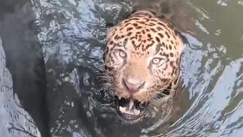 Onça-pintada resgatada de canal de usina em Mato Grosso é devolvida à natureza