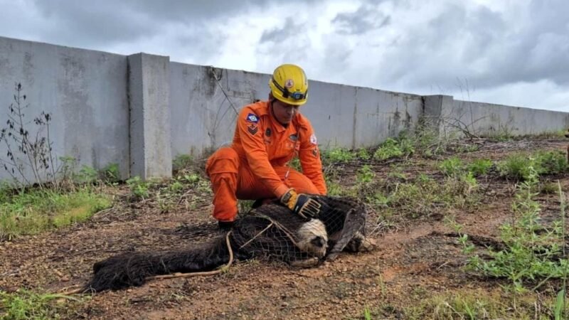 Corpo de Bombeiros realiza resgate de tamanduá-bandeira em situação de risco
