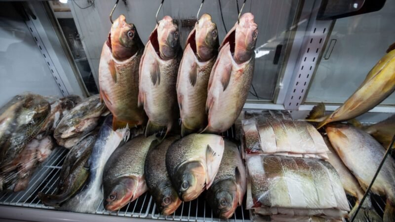 Confira os locais para comprar peixe com preço acessível, venda inicia nessa segunda-feira