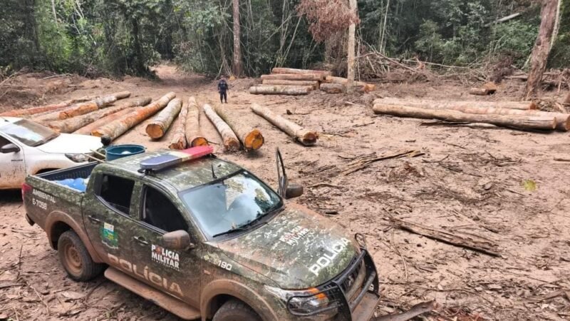 Operação apreende mais de 174 m³ de madeira ilegal em área de preservação em MT