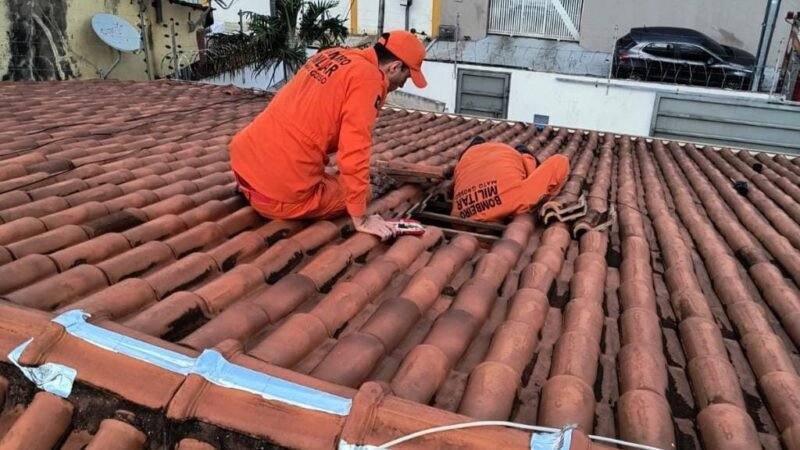 Corpo de Bombeiros resgata gatos em situações de risco em Cuiabá e interior