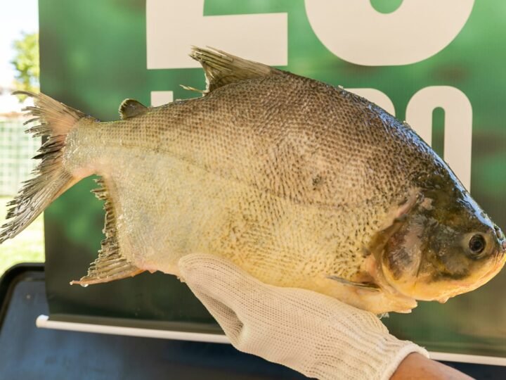 Peixe a R$ 25 segue até 12h desta sexta em Cuiabá