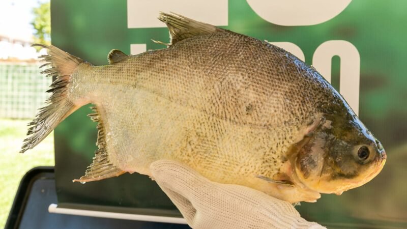 Peixe a R$ 25 segue até 12h desta sexta em Cuiabá