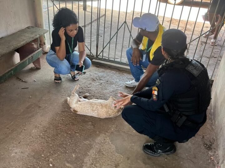 Idoso de 68 anos é preso pela PM em kitinet na capital por suspeita de zoofilia