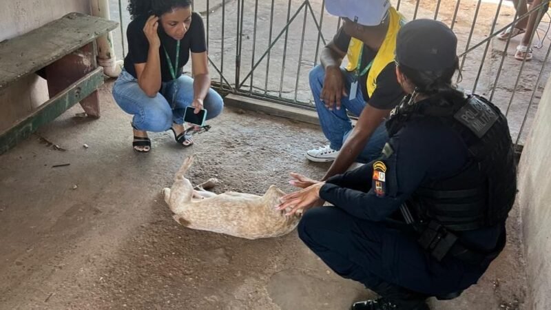 Idoso de 68 anos é preso pela PM em kitinet na capital por suspeita de zoofilia