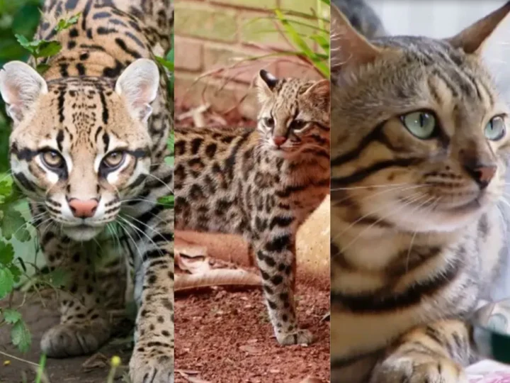 Proprietária terá que pagar multa após “mini leopardo doméstico” atacar criança em casa vizinha