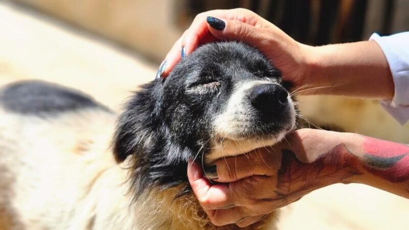 Prefeitura de Cuiabá promove mutirão de vacinação e adoção de animais no Passaredo