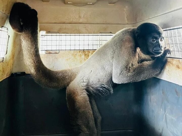 Macacos-barrigudos resgatados em MT são enviados para santuário em MG