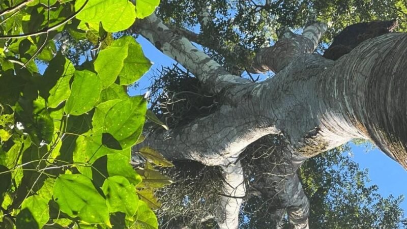Fazendeiro é notificado para impedir corte de árvore com ninho de ave em extinção