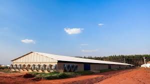 Construtora deverá indenizar proprietário por falhas em barracões avícolas em MT
