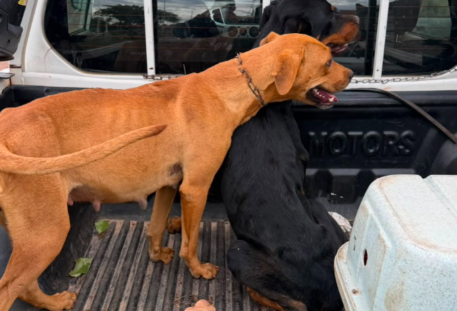 Ação conjunta resgata animais e prende dois homens suspeitos por maus-tratos