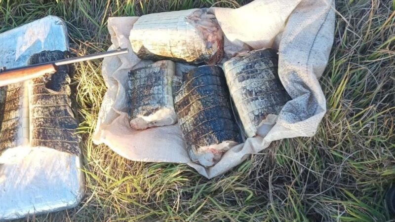 Sema apreende 22 quilos de pescado e de carne de jacaré e aplica multa de R$ 14 mil