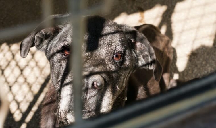 Após morte de cães, Ministério Público pede bloqueio de R$ 15 milhões do Município de Cuiabá