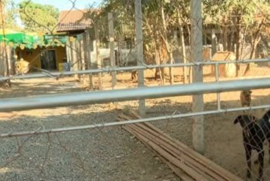 MDB pede investigação sobre supostos maus-tratos em unidade de bem-estar animal