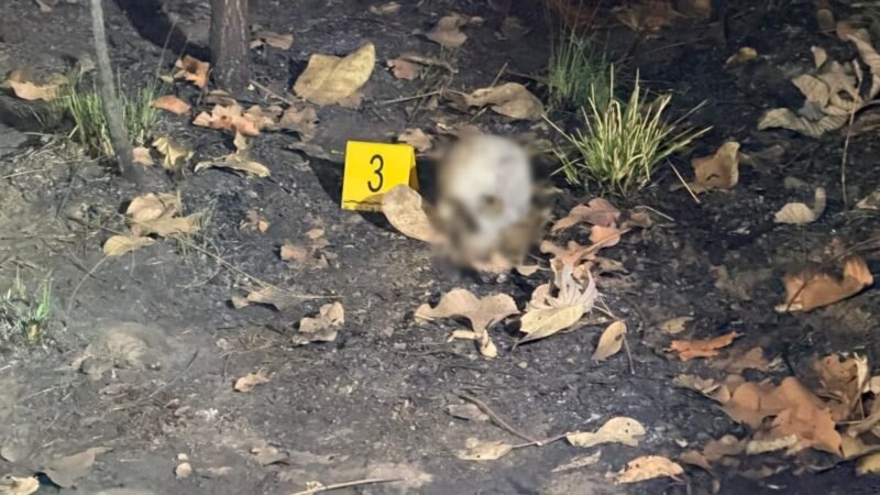 Crânio carbonizado é encontrado em área de mata em bairro de Cuiabá