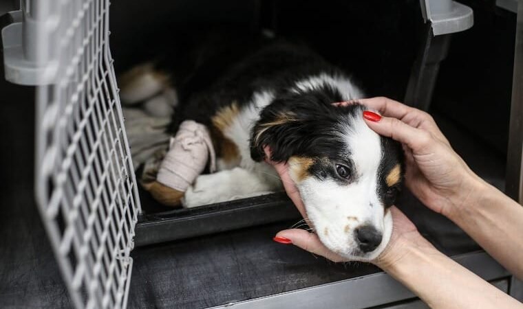 MP contesta decisão e recorre R$ 15 milhões das contas de Cuiabá para bem-estar animal