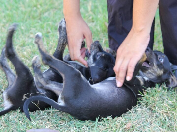 Centro de Zoonozes está com filhotes de cães, gatas e cães adultos para doação