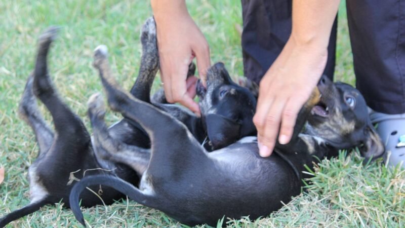 Centro de Zoonozes está com filhotes de cães, gatas e cães adultos para doação