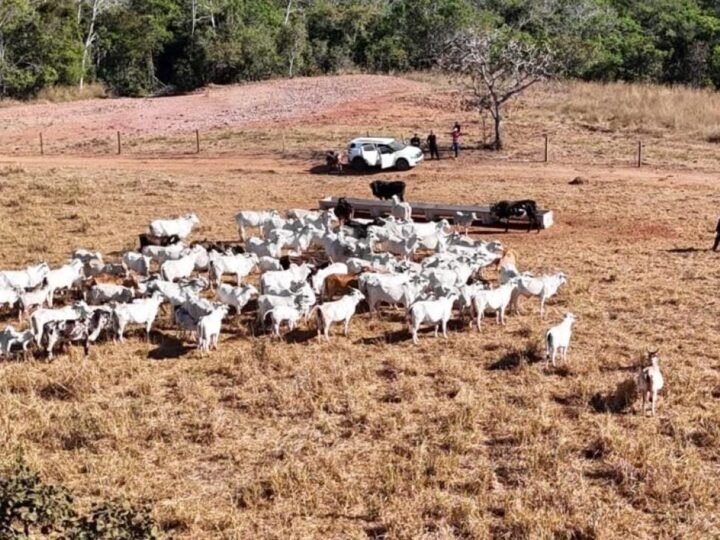 Rebanho de 120 cabeças de gado sem nota e com remarcações é apreendido