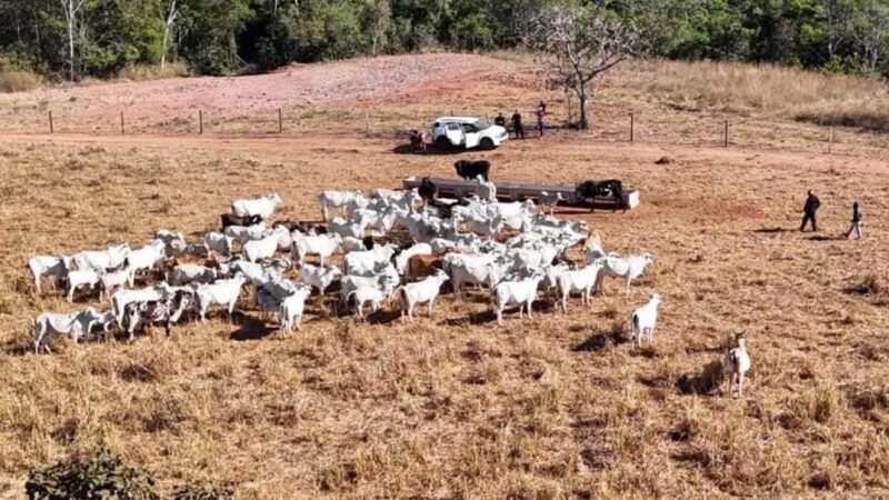 Rebanho de 120 cabeças de gado sem nota e com remarcações é apreendido