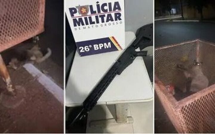 Homem é preso após ser flagrado atirando em gatos com arma de airsoft; veja vídeo