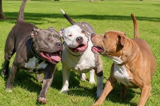 Tribunal aumenta indenização a mulher atacada por três cães da raça pitbull durante passeio em MT