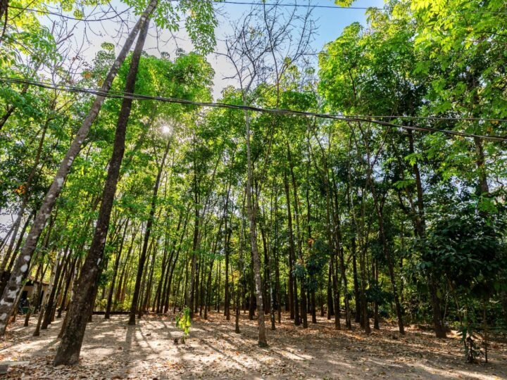 Av. Beira Rio ganha 200 mudas no início do novo plano de arborização de Cuiabá