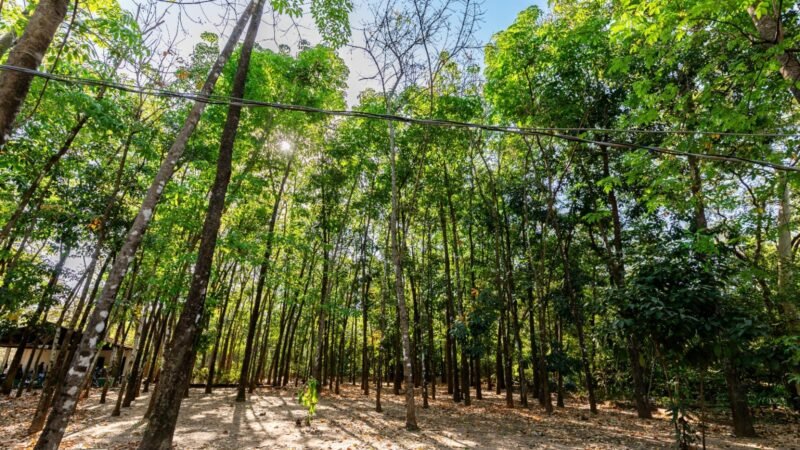 Av. Beira Rio ganha 200 mudas no início do novo plano de arborização de Cuiabá
