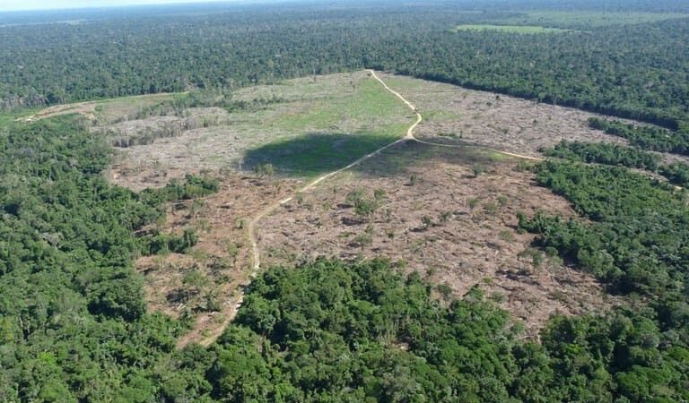 Fazendeiro é condenado por desmatar terra indígena em Mato Grosso para plantar soja