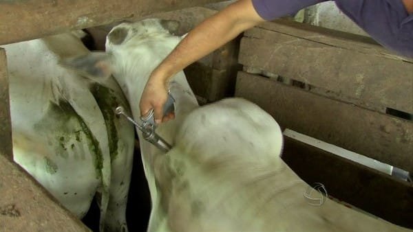 Indea confirma casos de raiva animal e impõe vacinação obrigatória em 187 propriedades