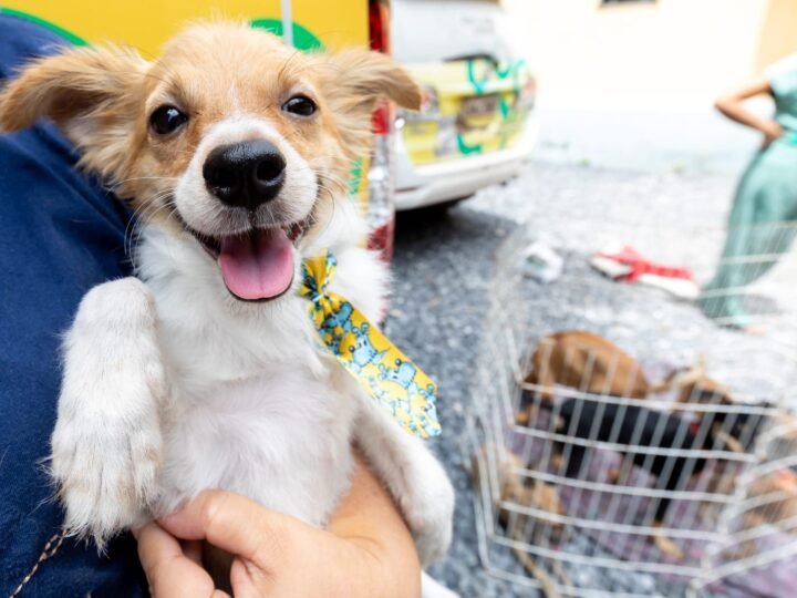 No Dia das Crianças, BEA amplia oportunidades para animais encontrarem um lar