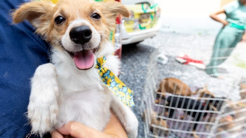 No Dia das Crianças, BEA amplia oportunidades para animais encontrarem um lar