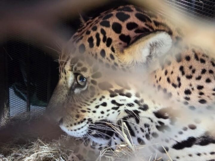 Onça-pintada resgatada em Barra do Garças é transferida para santuário em MG