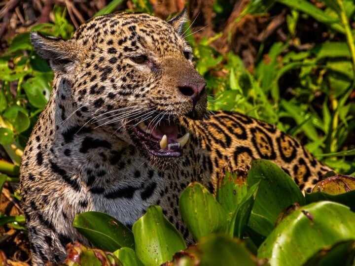 Com voz de Fernanda Torres, filme sobre onças do Pantanal de MT estreia em SP