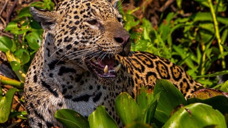 Com voz de Fernanda Torres, filme sobre onças do Pantanal de MT estreia em SP e disputa o “Oscar da natureza”